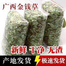 广西无硫新鲜大叶金钱草干自然广金钱草茶泡水煮茶干净无碎渣500g