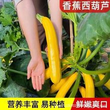 黃金香蕉西葫蘆種子黃色金皮香蕉瓜種子高產生吃陽台盆栽四季蔬菜