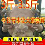 甲鱼公雄大鲜活食用水鱼团鱼海鲜鲜活王八中华鳖批发营养老鳖