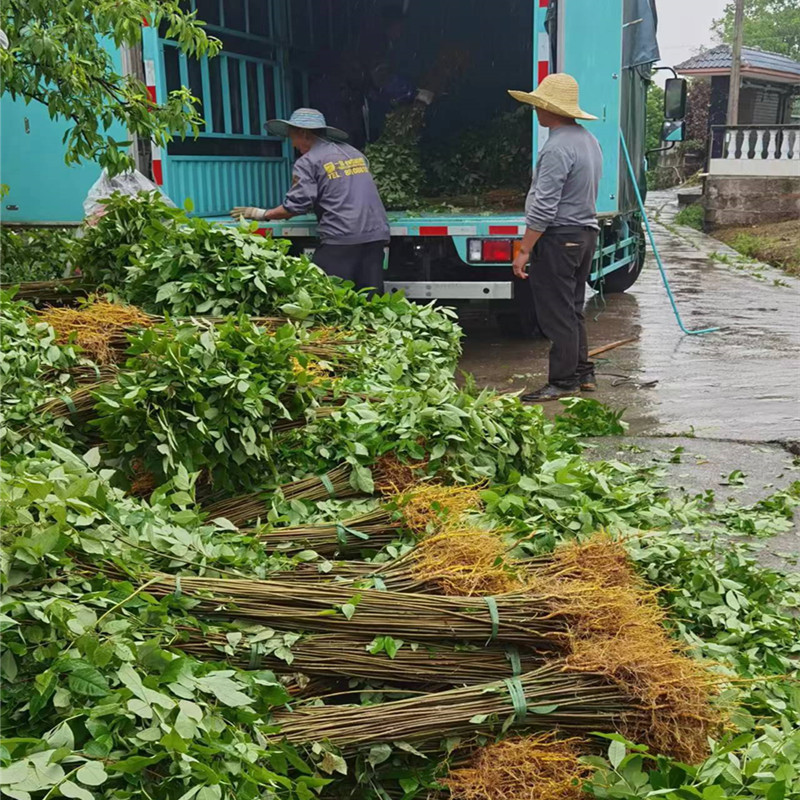 微信图片_20240606231437_副本