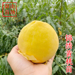 【Jinxiu Huangtou Seedlings】Authentic Grafted Jiashan Shanghai Fengxian Yanling Huangtou Seedlings Xinsan Nursery