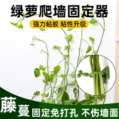 緑羅は壁の固定器を登ります。緑植は固定の神器を登ります。