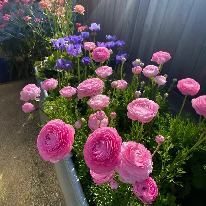 Лютик с двумя лепестками