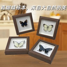 跨境标本相框真蝴蝶标本教学科普家居摆件挂画装饰画婚庆生日礼物