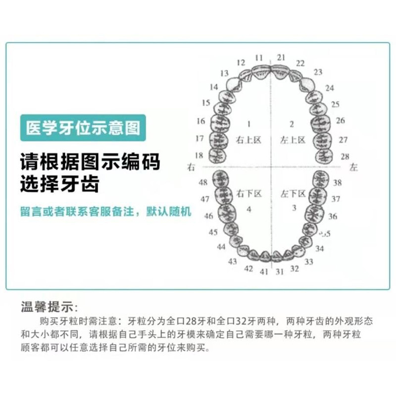 Práctica dental resina de partículas dentales dispersa simulación de partículas dentales de resina dientes aislados dientes enteros 28 / 32 partículas dentales