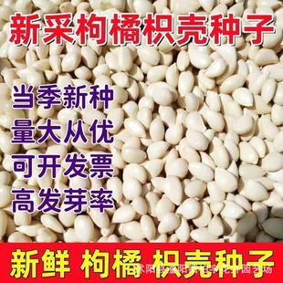 ���羳��؛���²����ٷN���ך��N�����۽۷e������޽���ľ��ȼt