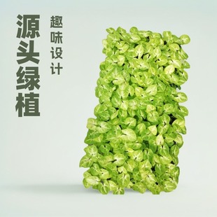 Ornamental Green Plant, Golden Child White Butterfly Arrowroot, Fun Small Potted Hydroponic Plant for Office and Home Desktop, Evergreen All Year Round