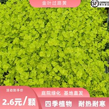 一件代发金叶过路黄佛甲草中华景天庭院绿化植物耐热耐寒好养包活