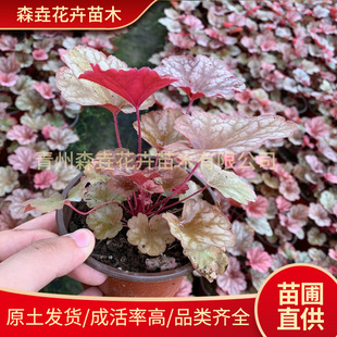 Alum Root Plant Cold-Resistant Room Alum Root Green Plant Potted Perennial Flower Garden Courtyard Indoor Engineering Greening Plant