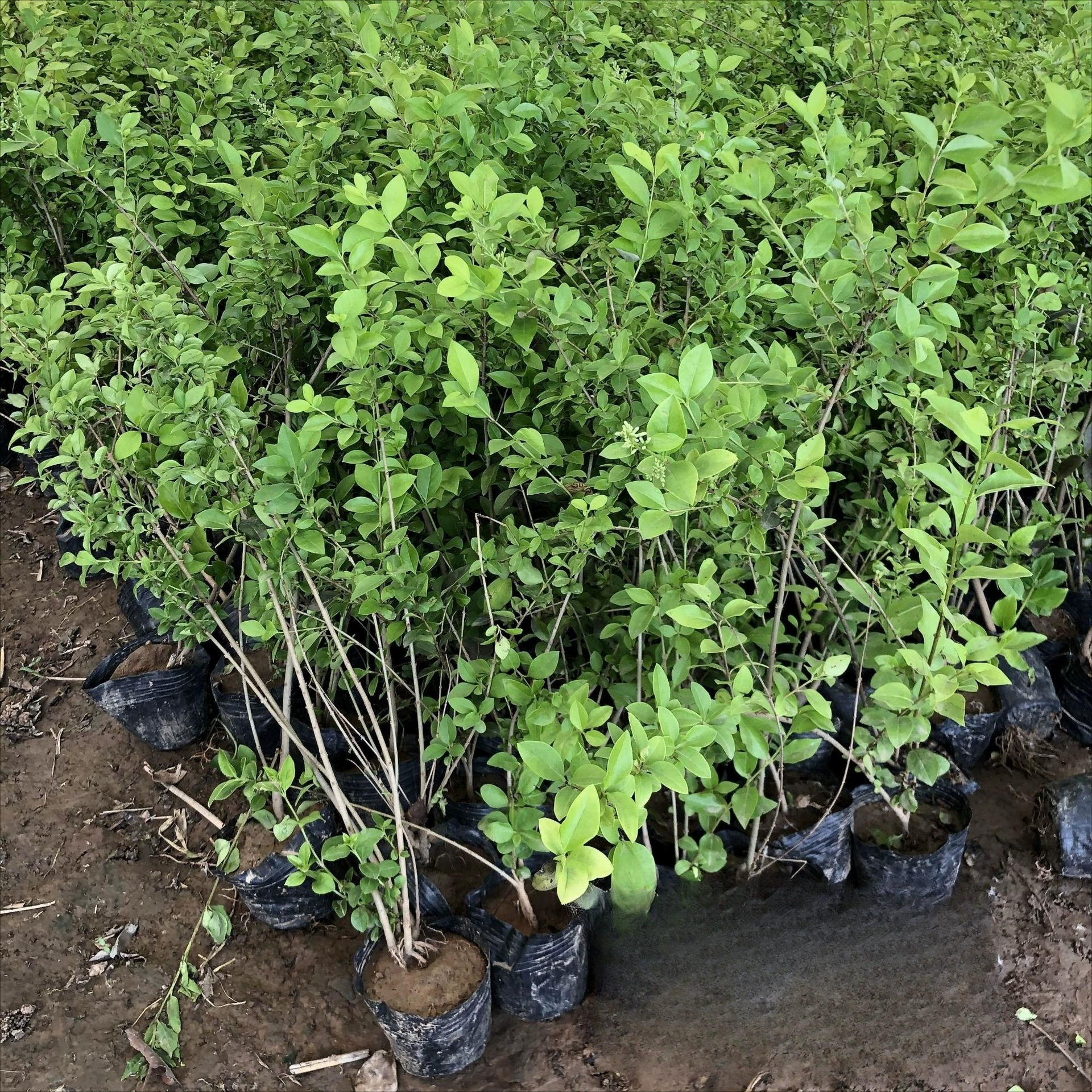 Сусальное золото Привет чашка рассада базовая цена цвет блок хедж инженерия рассада Цзянсу питомник цена