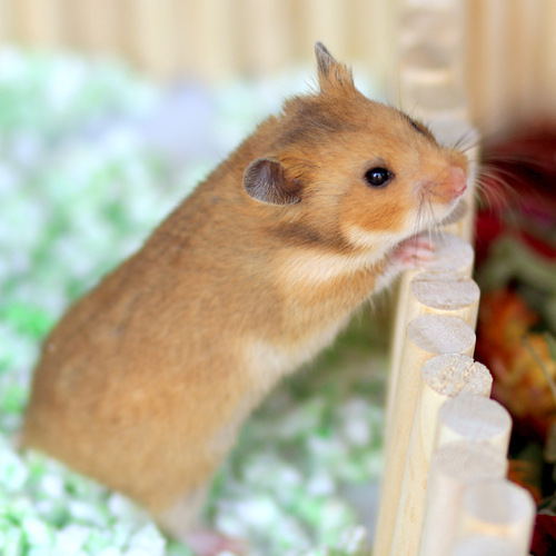 Hamster landscape long ladder fence swing soft walkway climbing suspended arch log golden hamster isolation toy versatile platform