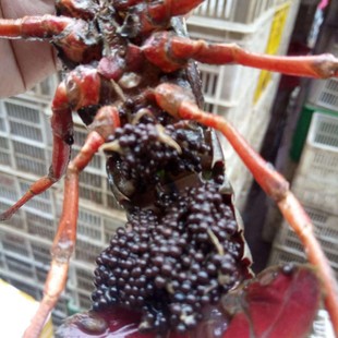 ����ֱ�N ���|С���r�N �r�� ��ˮ�r�繩�� �����r�� �r�����l