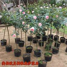 �����ɳ��ʯ ���� �����¼������Nޱ���� �����¼�