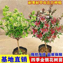 四季金银花树苗盆栽地栽泡茶食用药用阳台客厅庭院南北方种植耐寒