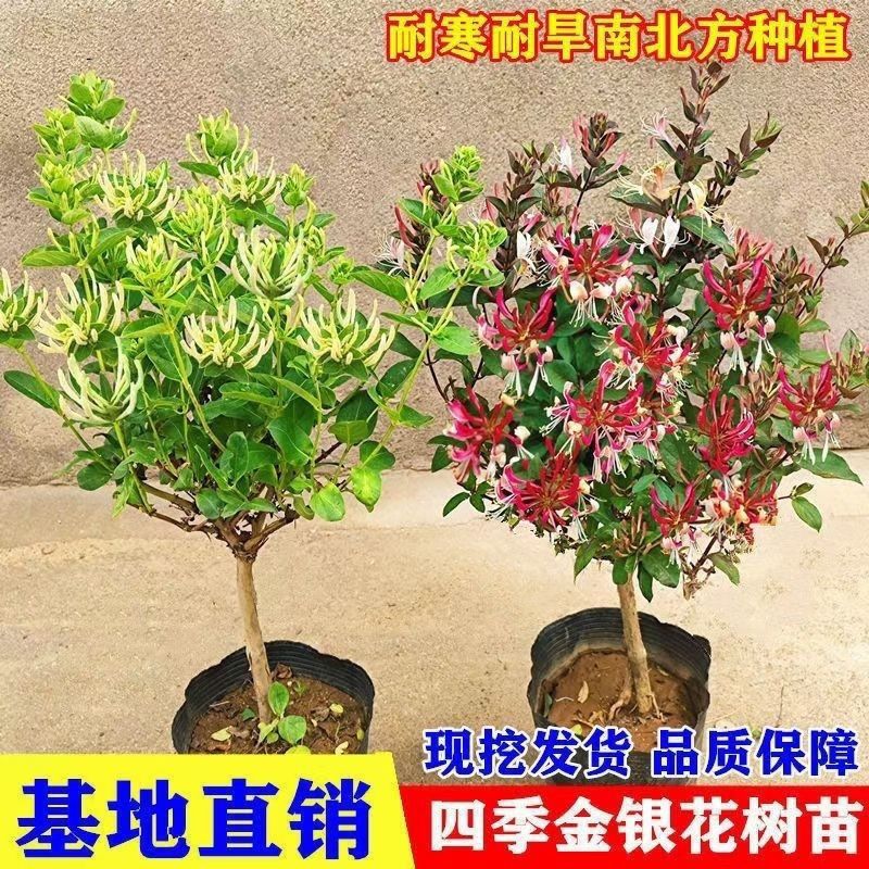 四季金银花树苗盆栽地栽泡茶食用药用阳台客厅庭院南北方种植耐寒