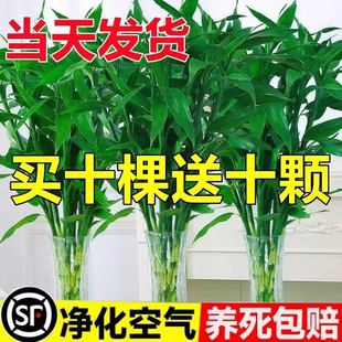 ���F��ˮ��ֲ��͏d�аlؔ���ӹ����߾G�}�Gֲ���Ի���ֲ���҃Ȼ�