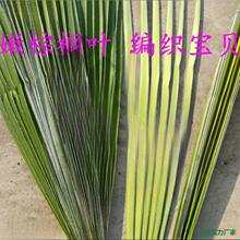 叶婚礼采编太保蚂蚱编织新鲜蝴蝶棕榈棕榈叶材料棕编粽麦背景宝贝