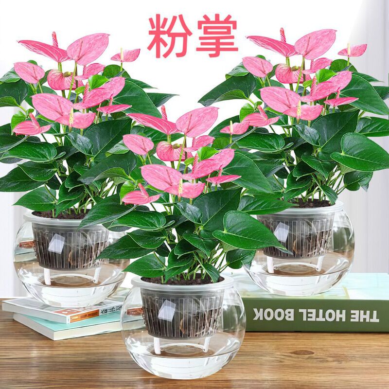 Hydroponic Plant Pink Palm Potted Plant with Flowers, Red Palm, White Palm, Peace Lily, Indoor Easy-To-Care-For Green Plant for All Seasons Hydroponic Plant Pink Palm Potted Plant with Flowers, Red Palm, White Palm, Peace Lily, Indoor Easy-To-Care-For Green Plant for All Seasons