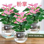 水培植物粉掌盆栽带花红掌白掌一帆风顺花卉鲜花室内好养绿植四季
