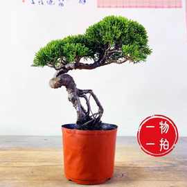 宫阪系鱼川真柏老桩盆景室内植物办公室阳台盆栽一物一批发