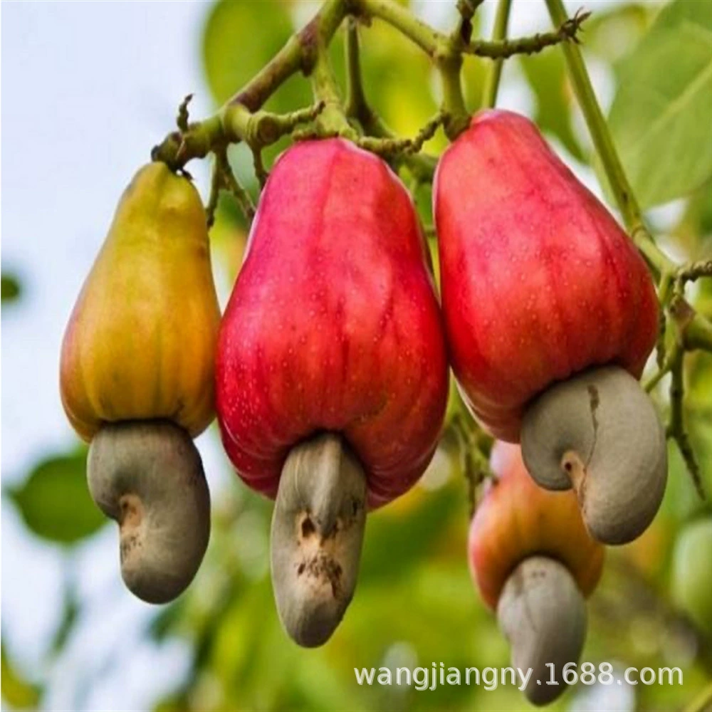 Двор саженцы плодовых деревьев Кешью саженцы деревьев в поле горшках саженцы деревьев, что результаты года Южная и Северная посадка куриная корейка плодовых саженцев