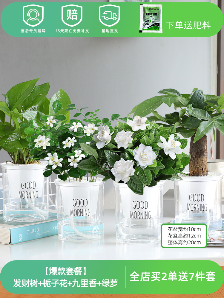 [핫패키지 화분 4개] 머니트리 + 치자나무 + 구리향 + 포토스 (무료비료)