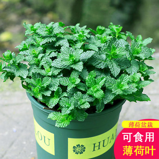 ���ʱ������Կ�ʳ���Ե��㱡���~����ò�ˮ����B�����҃ȾGֲ��