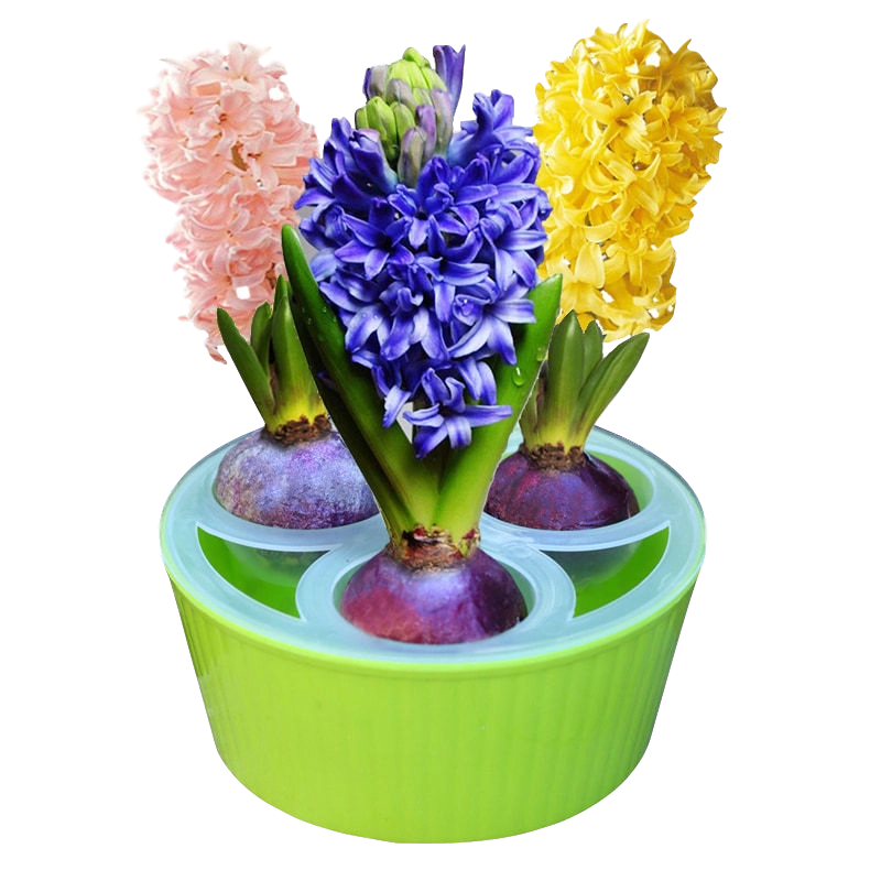 3 отверстия гиацинта гидропонный цветочный горшок стеклянная бутылка водяной нарцисс цветочный горшок медные деньги трава цветочный горшок гостиная декоративная ваза