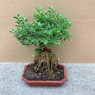 �辰����ѩ�Gֲ�Ϙ���߅����ѩ��������҃����̨�䘶���B�׻�