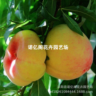 �Lζ�ʺ�����޽��S������Ҙ���7�³����Ҙ�����ϱ�����������