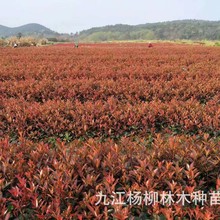 ���l�t�~�t�С�� ���bС�� �r�񃞻�