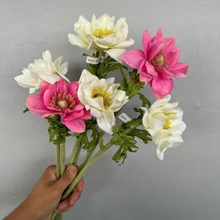 ins�L���滨ֲ�q�����˻�c�Y�ò��û��Ż���С���¼ٻ��Ӽ��b�