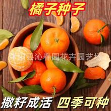 ���l���Խ������ӷN�� ���٘�N�� ɰ���� ���ʷN����ľ����