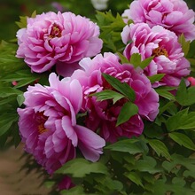 �^�pĵ���ذ���Ӵ󻨰�ĵ�������ļ��҃������̨�ͺ�