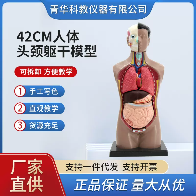 青华 42cm人体躯干解剖模型器官可拆卸医学教学心脏内脏模型玩具