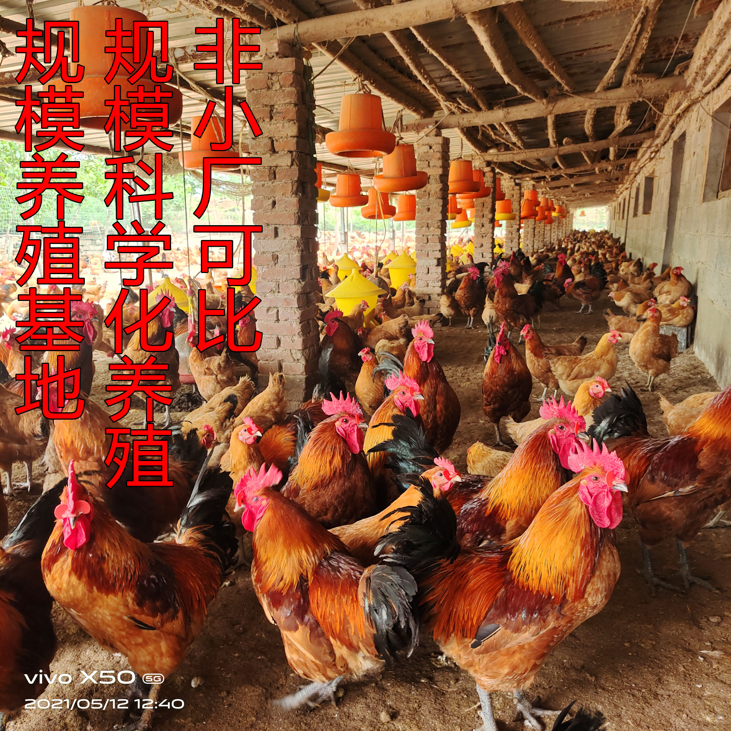 纯种红瑶鸡种蛋可孵化小鸡受精蛋散养土鸡蛋受精高产新鲜10枚包邮