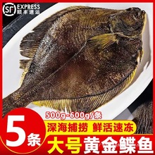 鲜冻鲽鱼整条带头冷冻海鲜新鲜黄金鲽鱼深海船冻营养丰富银鱼整鱼