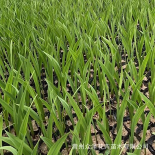 Gladiolus Gladiolus Qingzhou Open-Air Planting Base Ornamental Flowers