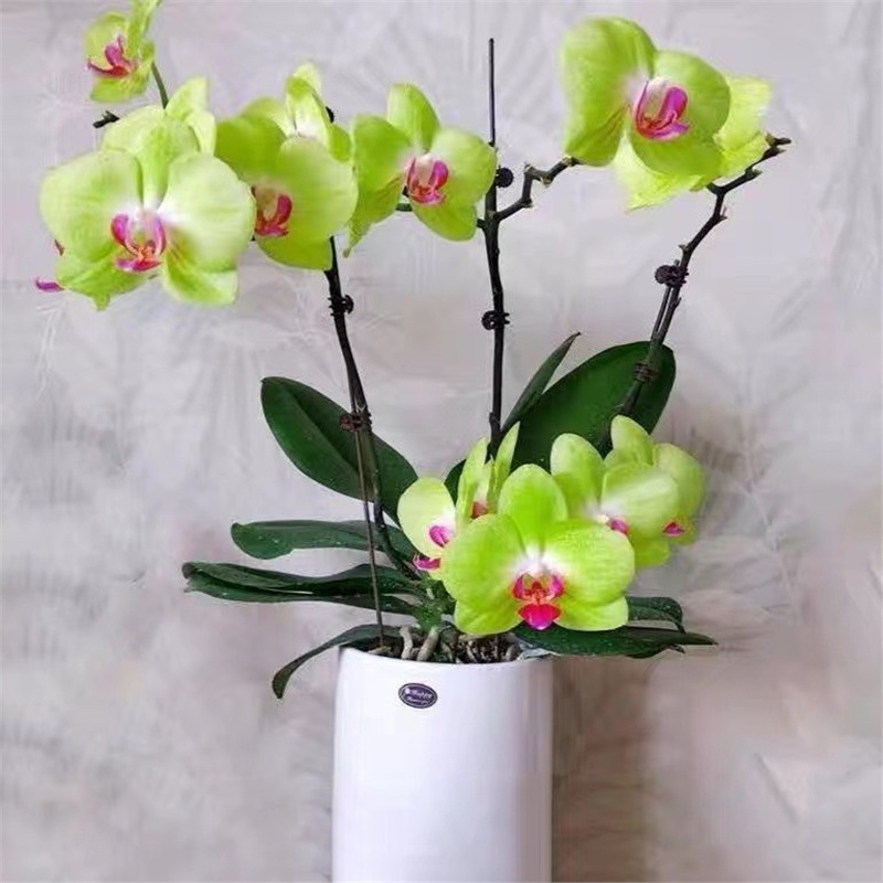 Orquídea de mariposa en las cuatro estaciones, balcón interior, oficina en maceta, flores verdes, fácil alimentación image 19