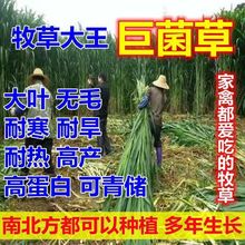 新型皇竹草巨菌草无毛甜象草中华粮草四季多年生现砍现发耐寒牧草