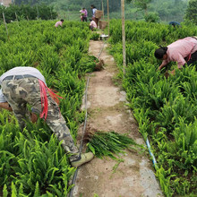 ĴG Iާ ļLGl ƷNϷG