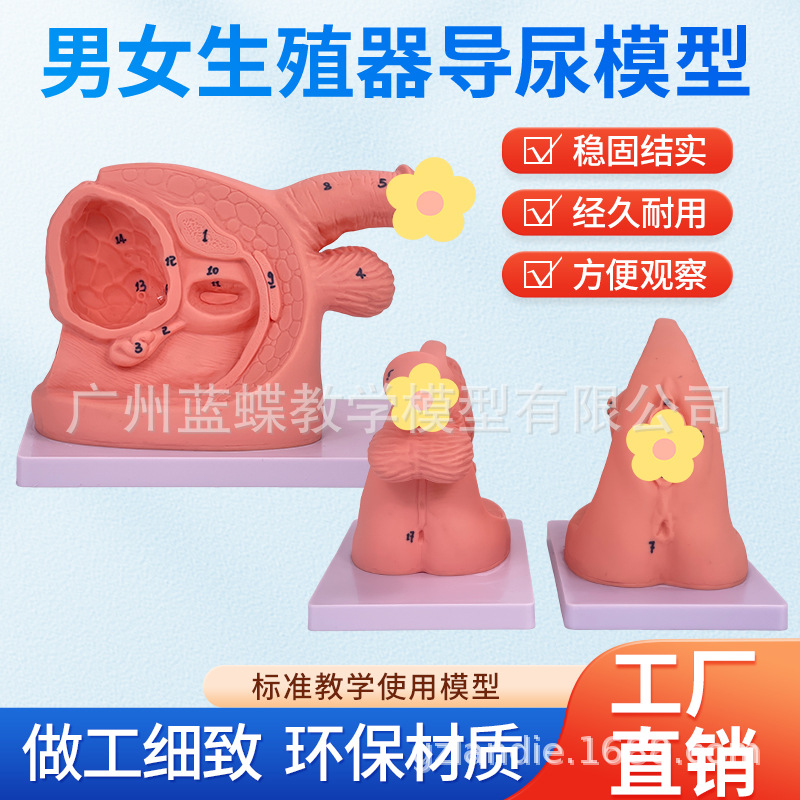 ����ѵ����ʾģ�� ����������ֳ����ģ�� Ů����ֳ���ٹ���չʾ