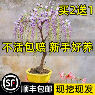 ���ٻ���������ֲ��໨�����}�Ϙ��ͺ��̓����ܻ���ͥԺ�쾰����