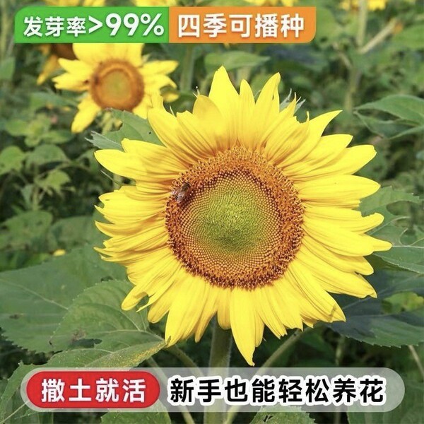 Sunflower Seeds to see edible flowers and flowers
