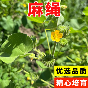 ���K�N�����������S��������r�I���I������������龀��