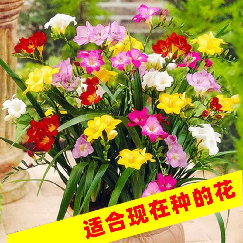 Цветы появляются в любое время года и их легко выращивать. Садовые комнатные и уличные растения в горшках. Фрезия легко выращивается. Цветочные семена.