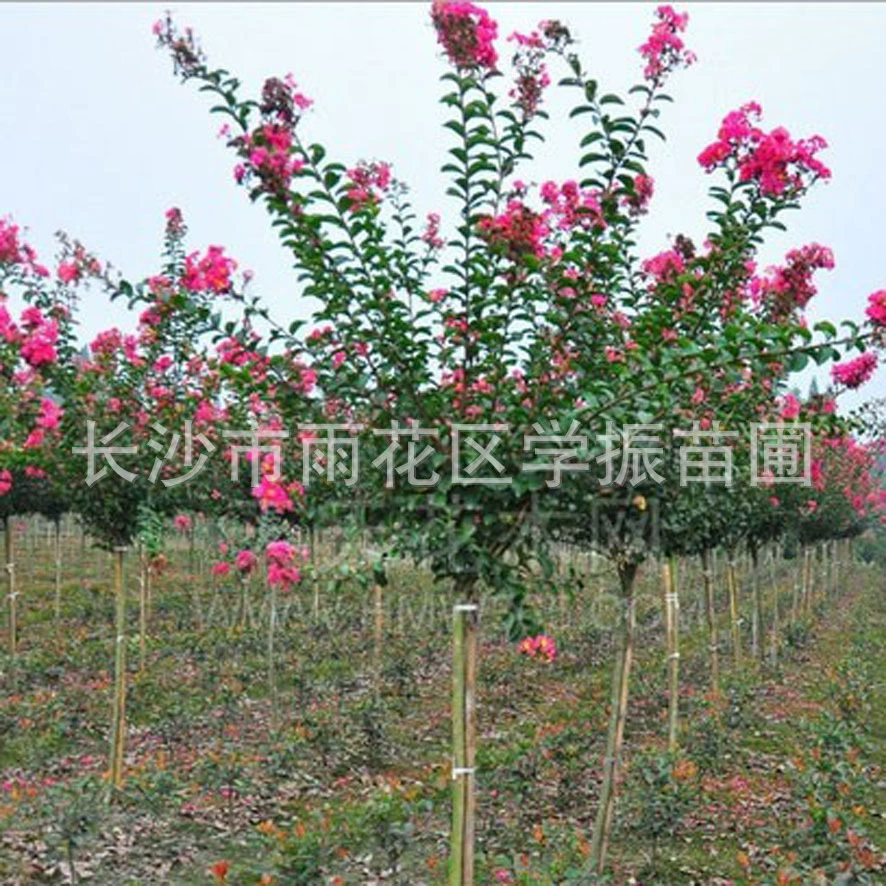 База Хунань Креп мирт оптом красные цветы Креп мирт дерево Креп мирт саженцы мирта