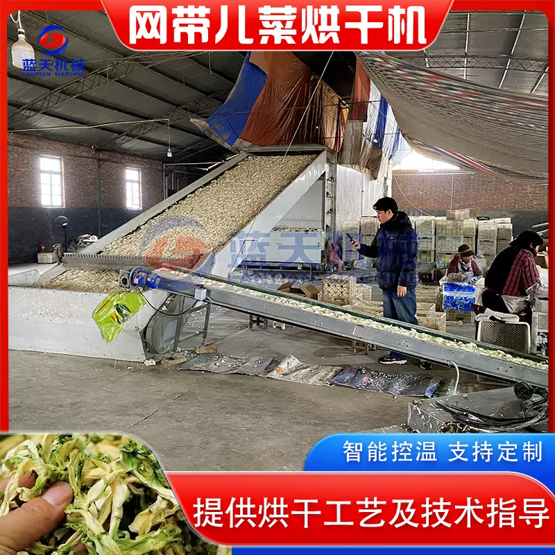 儿菜烘干机 大型娃娃菜生菜抱子芥烘干生产线 蔬菜干网带烘干设备