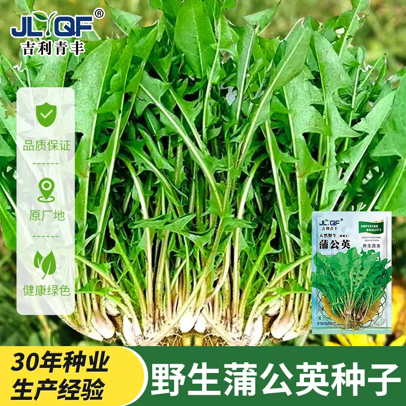 蒲公英种子野生婆婆丁食用蔬菜种籽四季野菜种孑浦公英苗种植盆栽