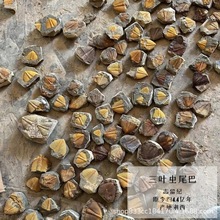 天然志留纪古生物三叶虫尾巴化石标本原石儿童科普收藏礼物摆件